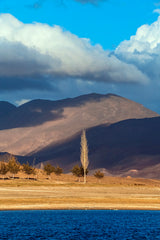 L’arbre qui murmurait au vent