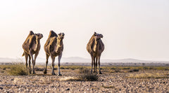 فن فوتوغرافي، فن التصوير، طبيعة المغرب، لوحة فنية، من الصورة إلى لوحة فنية
Photographie artistique, Paysages marocains, Art visuel Maroc, Photographe professionnel Maroc, Tableaux décoratif, Photographies Transformées en Œuvres d'Art, Tableaux Photographiques, L'Art de la Photographie en Tableau, Images Élevées au Rang de Tableau, Maroc, Morocco, De la Photo au Tableaux, décoration intérieur