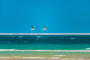 Oiseaux Migrateurs au-dessus de la Baie de Dakhla